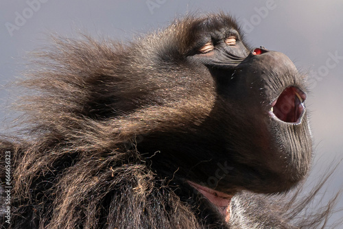 Photography Gelada Baboon with open mouth, Simien mountains NP, detail portrait, from Ethiop