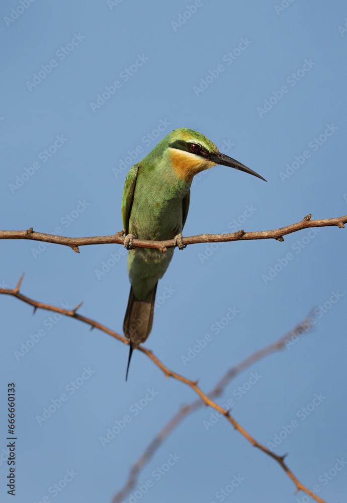 Portrait of a Blue-cheeked bee-eater at Jasra, Bahrain Portrait of a Blue-cheeked bee-eater at Jasra, Bahrain