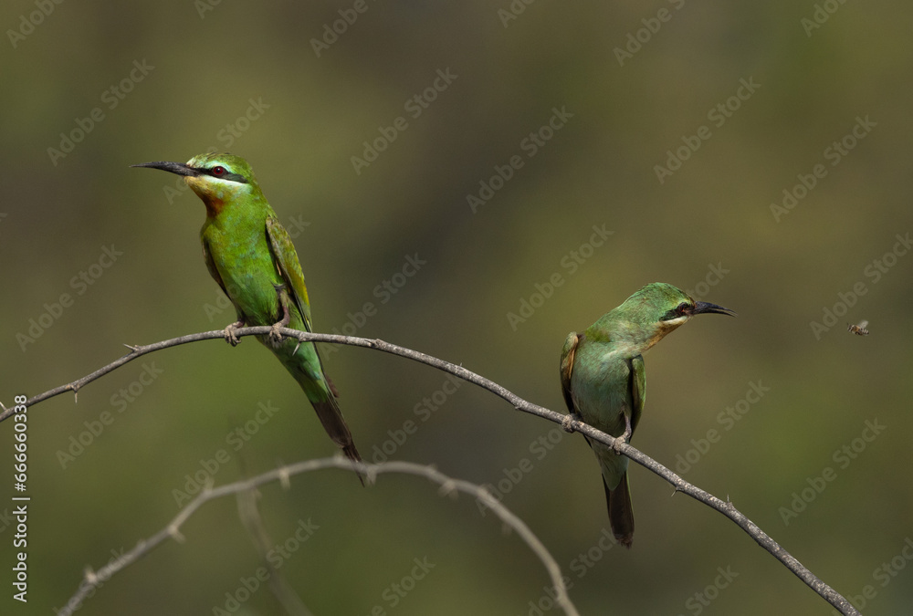 Blue-cheeked bee-eater perched on acacia tree at Jasra trying to catch a bee, Bahrain Blue-cheeked bee-eater perched on acacia tree at Jasra trying to catch a bee, Bahrain