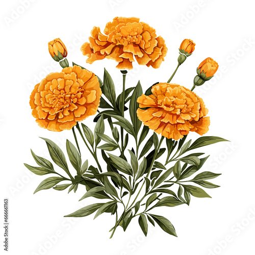 aster marigold flowers orange with greenery bouquet illustrations for wedding invitations