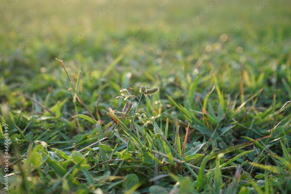 Lawn in front of the house Lawn in front of the house