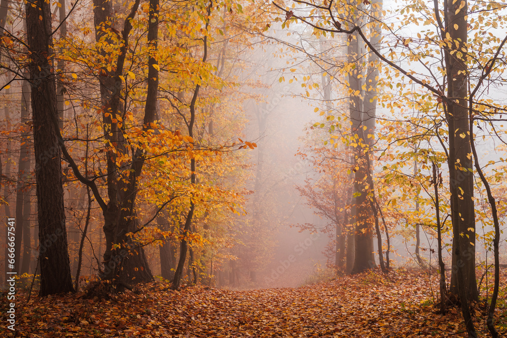 Footpath in autumn forest. Fog in woodland with beech trees. Morning weather at fall season - obrazy, fototapety, plakaty 