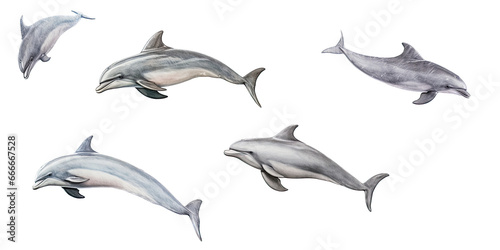 an assortment of dolphins as an isolated and transparent PNG in a Nature-themed  photorealistic illustration. Generative ai