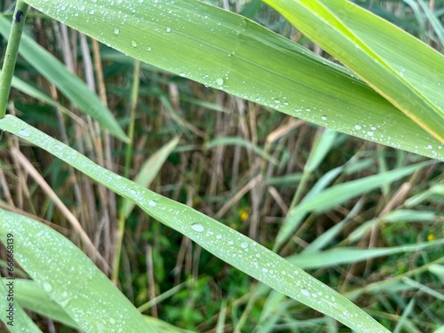 Rain drops on the green grass, natural colors and light © Oksana