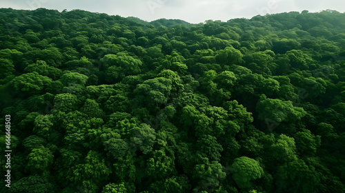 Aerial view of mountains and dark green forest. Rich natural ecosystem, conservation of natural forests and reforestation.