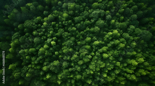 Aerial view of mountains and dark green forest. Rich natural ecosystem, conservation of natural forests and reforestation. © NOOPIAN