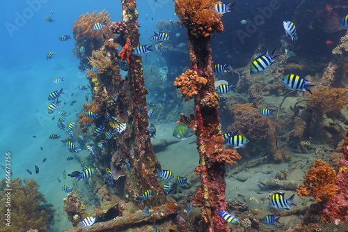 Tropical fish and ship wreck with corals. School of swimming fish and rusty remains of the old ship. Underwater photography from scuba diving with the marine wildlife. Seascape with underwater life. photo