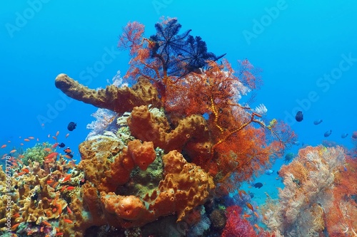Coral reef in the blue water. Underwater wildlife and corals in the tropical sea. Fish, coral and sea lily on the reef. Marine life, photography from scuba diving. Tropical ocean and wildlife.