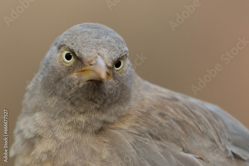 Close-up wildlife photography shot of a babbler bird with eyes and beak in focus, in an angry expression photo