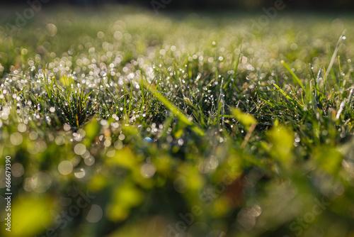 Dew drops on fresh spring grass on a morning, banner with copy space. High quality photo