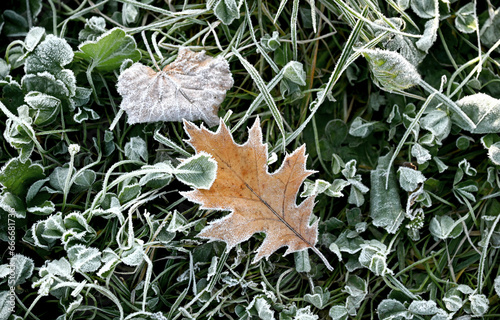 Plants or grass and oak leaf covered with hoarfrost. Cold October morning or dawn. The first frost. Top view photo