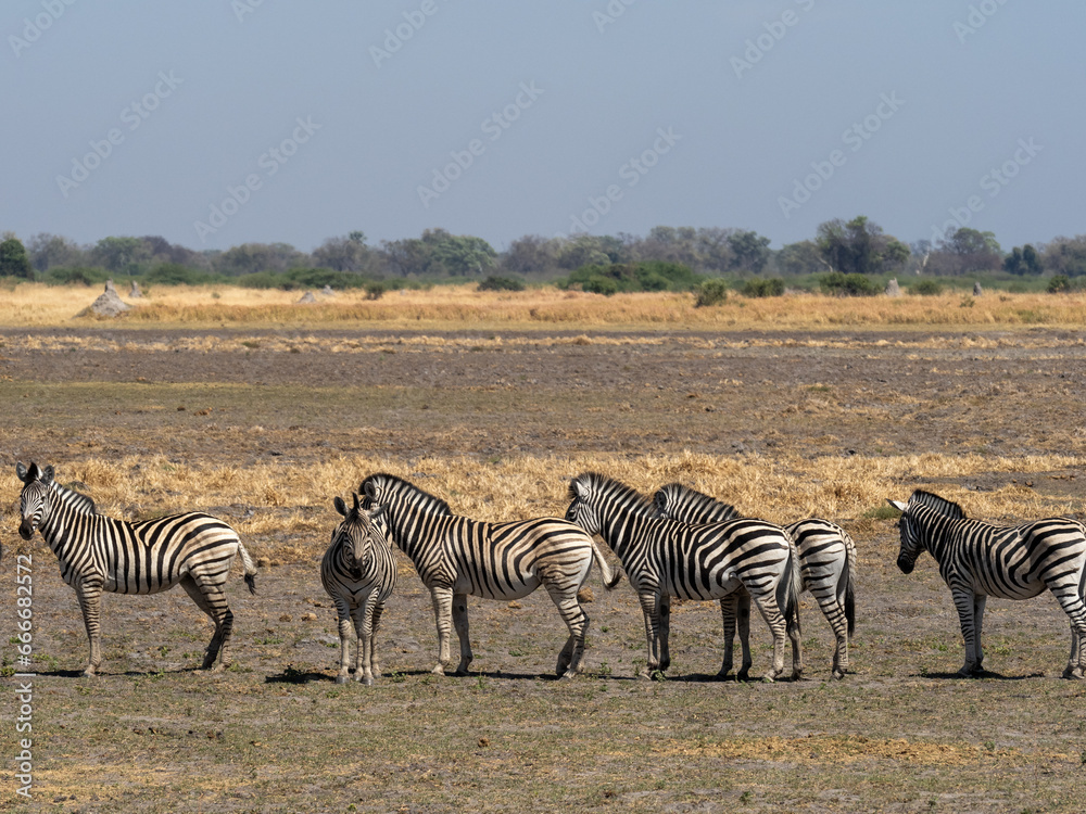 Obraz premium Zebra