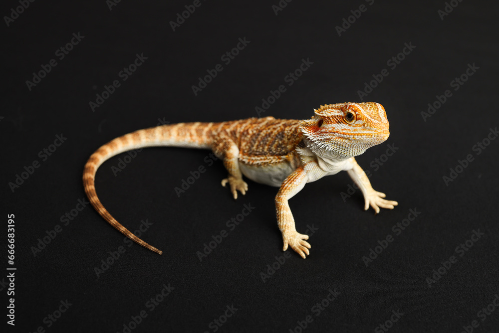 Naklejka premium Bearded dragon, pogona vitticeps, isolated on black background, Tiger Pattern Morphs. Professional studio macro photography on isolated black background