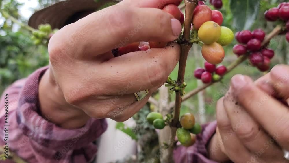 Hands picking Colombian coffee Hands picking Colombian coffee