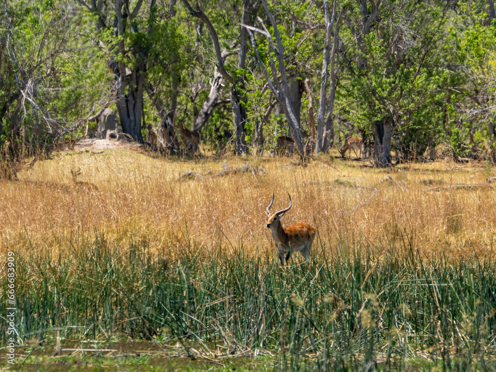 Fototapeta premium Antilope