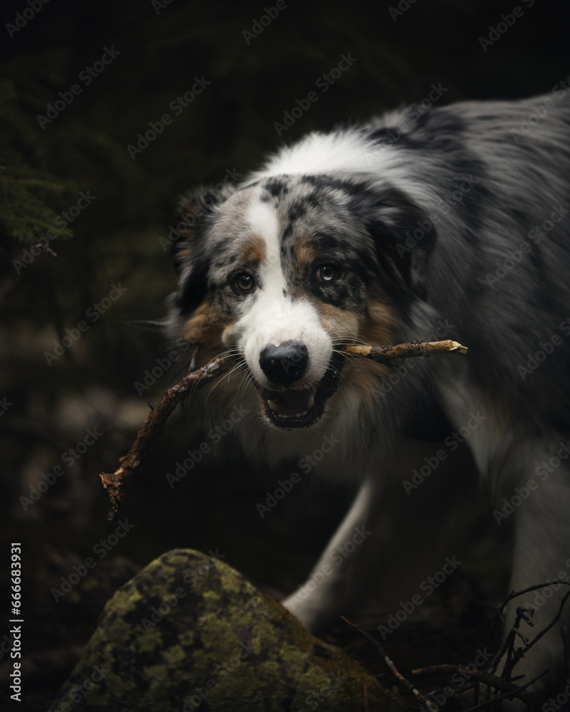 australian shepherd in the forest with a stick