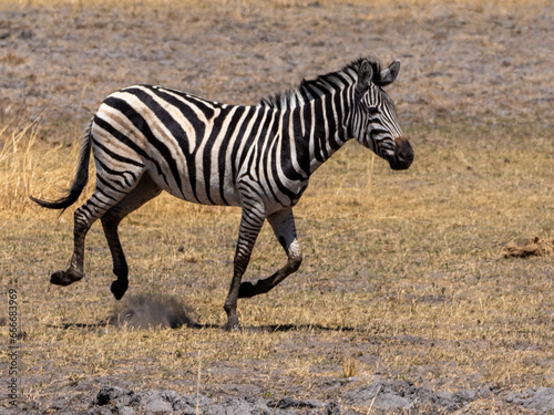Zebra © Peter