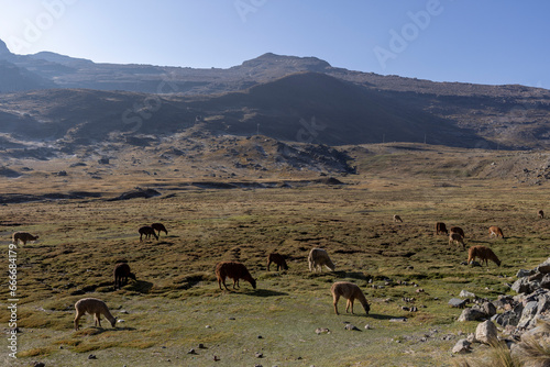 Llamas in the morning sun in the scenic Tunari National Park near Cochabamba, Bolivia - Traveling and exploring South America photo