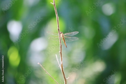 Dragonfly in a tree  © AlcibiadesJ