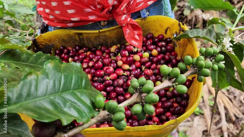Hands picking Colombian coffee
