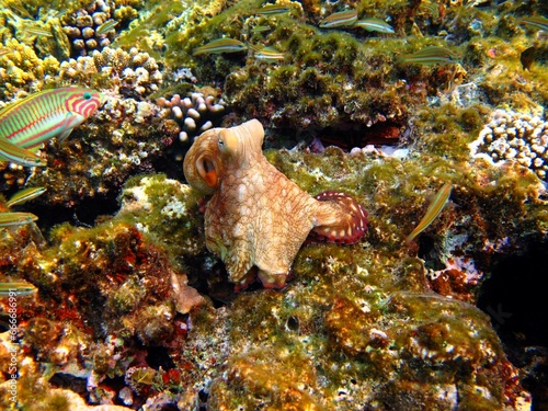 Pink octopus with fish (Klunzinger's wrasse, Thalassoma rueppellii) and tropical coral reef. 
Snorkeling with marine life, underwater photography.
Aquatic animal, fish and corals.  photo