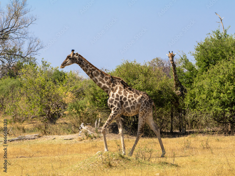 Obraz premium Giraffe