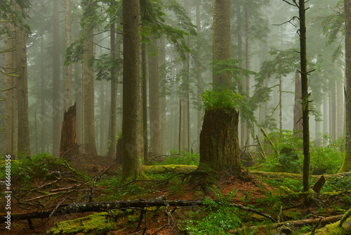 Landscape of the misty forest in Oregon