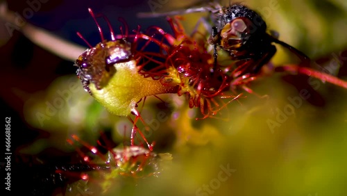 Drosera rotundifolia. A fly on the hairs of a sundew leaf. A carnivorous plant species. photo