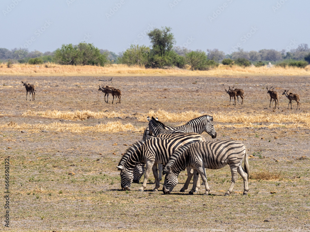 Obraz premium Zebra