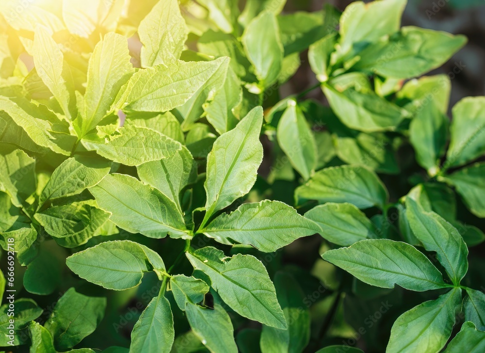 Fototapeta premium Green plant leaves background, top view. Nature spring concept. AI Generated.
