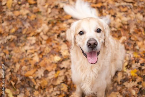 A happy dog sits in the fall woods. Golden retriever golden retriever in the park in the fall foliage. Concept of a nature walk with a pet.