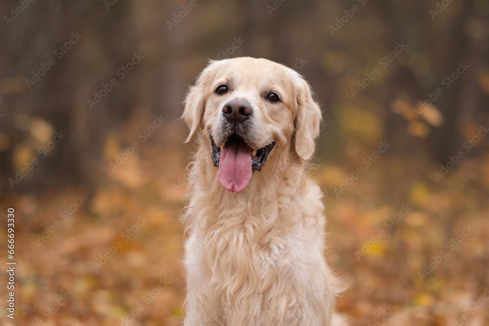 A happy dog sits in the fall woods. Golden retriever golden retriever in the park in the fall foliage. Concept of a nature walk with a pet.