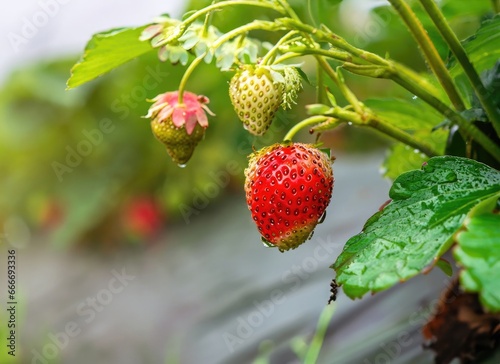 strawberry grows on a tree in the harvest garden on everning sun flare blur bokeh background. AI Generated.