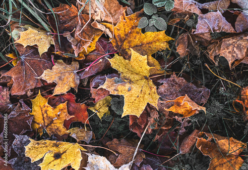 Colorful autumn leaves on the ground in the forest close-up