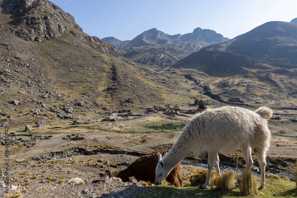 Fototapeta premium Llamas in the morning sun in the scenic Tunari National Park near Cochabamba, Bolivia - Traveling and exploring South America