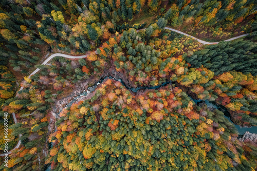 Naklejka Autumn Forest from above