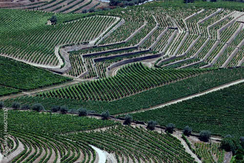 Vineyards in Douro valley in the heart of Alto Douro Wine Region, Pinhao, Portugal photo