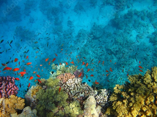 Colorful tropical reef with swimming red fish, view from the water surface. Ocean and marine life, underwater photography from snorkeling. Corals in the blue sea. Aquatic wildlife. photo