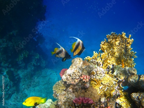 Tropical blue ocean  vivid coral reef and swimming pair of fish  Red Sea bannerfish - Heniochus intermedius  and yellow Slingjaw wrasse  Epibulus insidiator . Corals and fish  underwater photo.