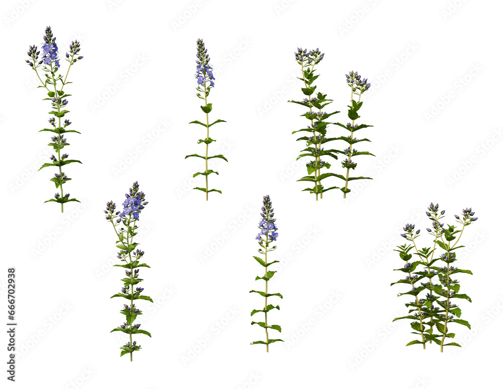 Various flowers on transparent background Various flowers on transparent background