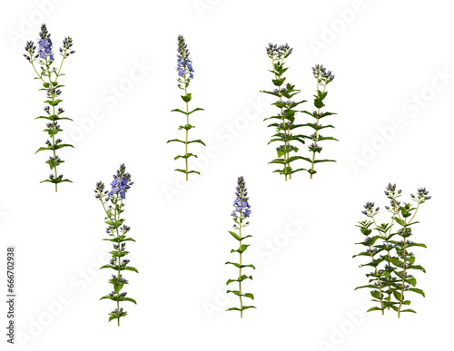 Various flowers on transparent background