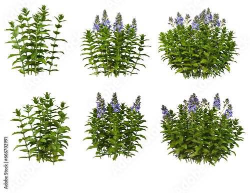 Various flowers on transparent background