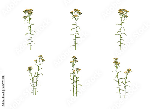 Various flowers on transparent background