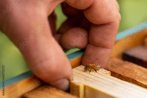 A man's hand takes out a bee frame with a bee.