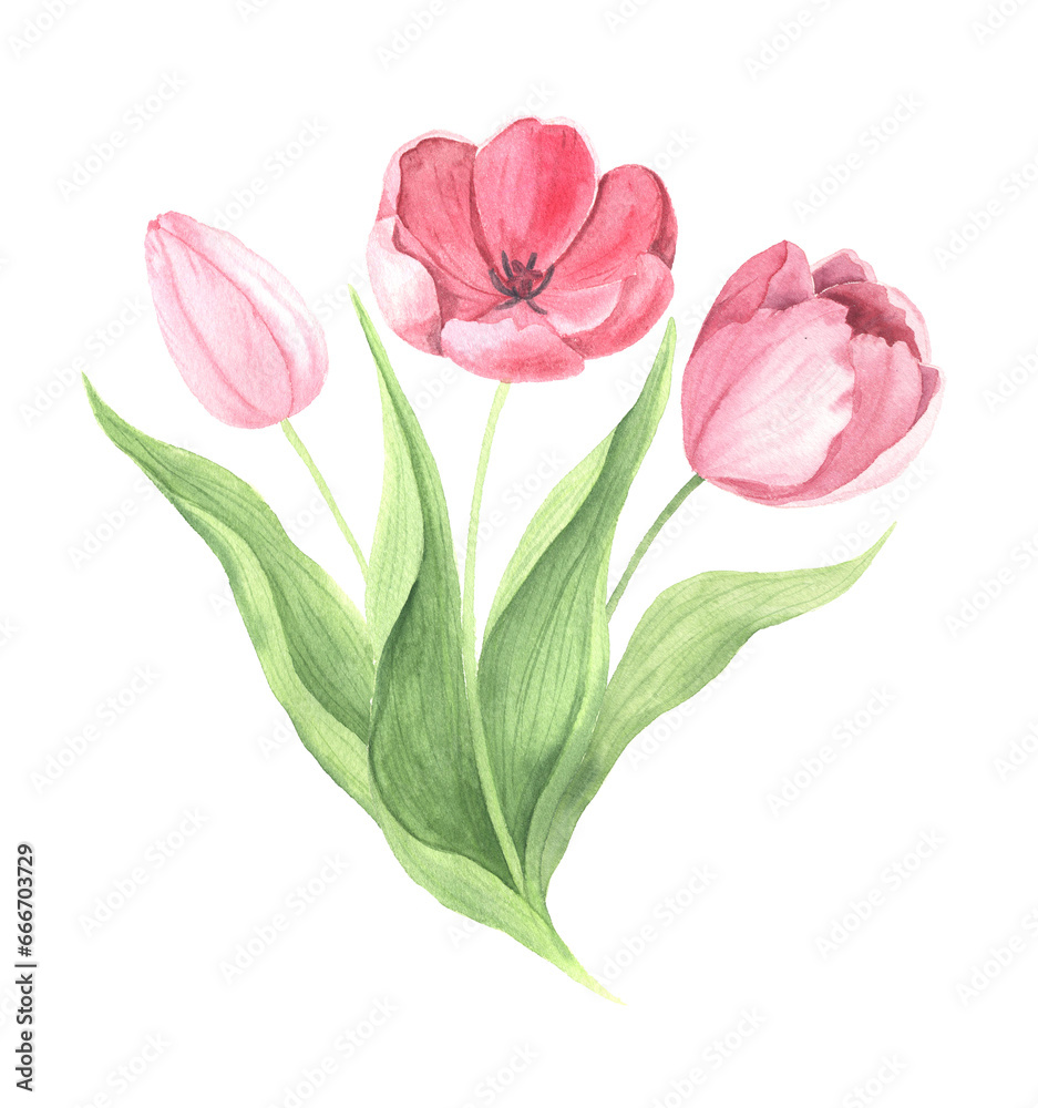 Fototapeta premium Watercolor hand painted pink tulip flowers