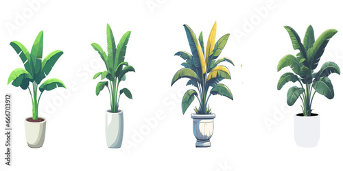 Banana plant in the pot, Vector Illustration on a transparent background	