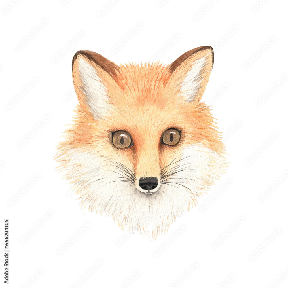 Fototapeta premium Watercolor realistic forest fox portrait