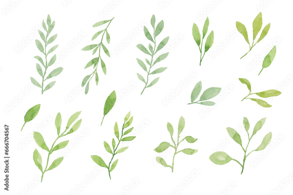 Assortment of watercolor leaves illustration set - green leaf branches collection for wedding, greetings, stationary, wallpapers, fashion, background. olive, green leaves, Eucalyptus etc