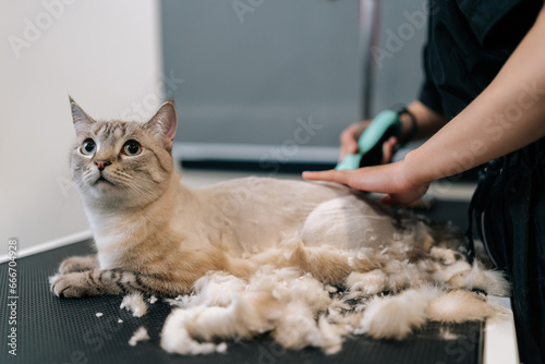 Closeup of unrecognizable pet hairdresser shaving domestic cat hair from hair trimmer at pet salon. Lovely cat getting new haircut in professional grooming salon, getting professional service. photo