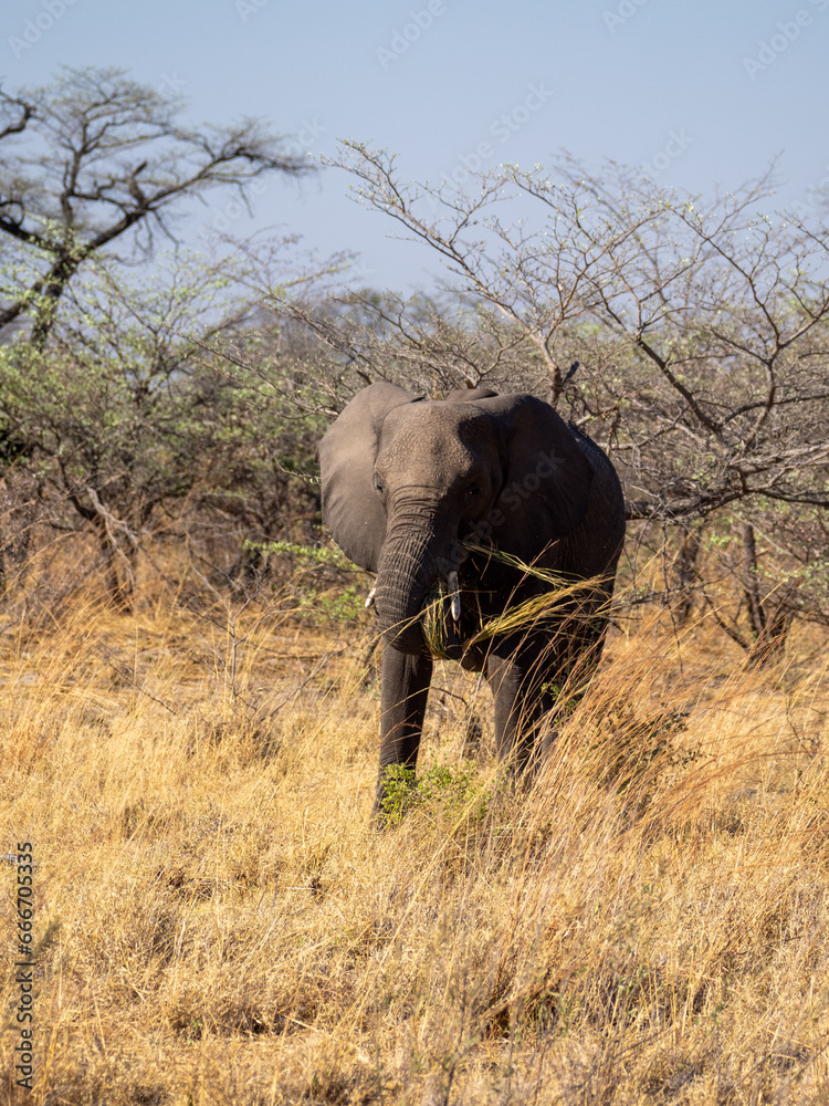 Fototapeta premium Elefant